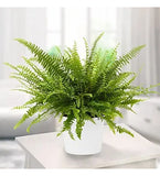 Boston Fern(Nephrolepis Exaltata)