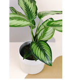 Calathea Beauty Star(Calathea Ornata)