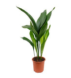 Cast Iron Plant(Aspidistra Elatior)