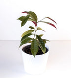 Chinese Croton(Excoecaria Cochinchinensis)