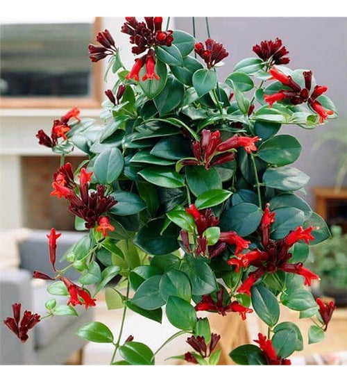 Lipstick Plant(Aeschynanthus Radicans)