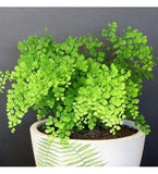 Maidenhair Fern(Adiantum Raddianum)