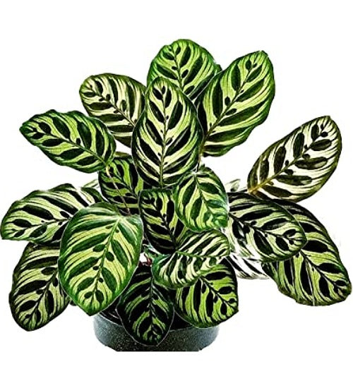 Peacock Plant(Calathea Makoyana)