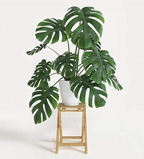 Monstera(Monstera Deliciosa)