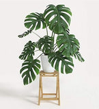 Monstera(Monstera Deliciosa)