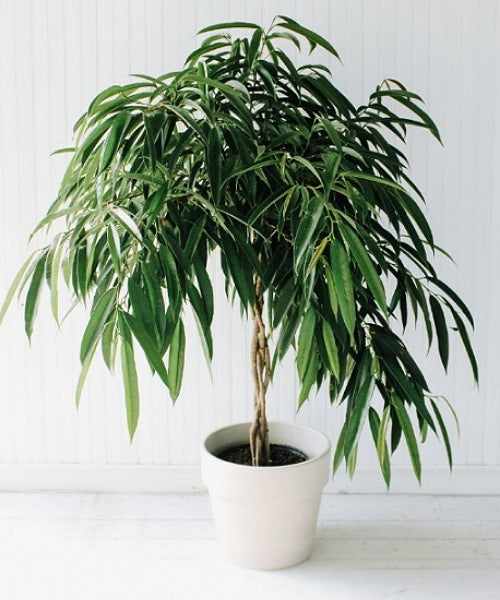 Banana Leaf Fig(Ficus Alii)