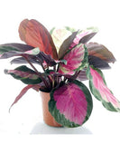 Calathea(Calathea)