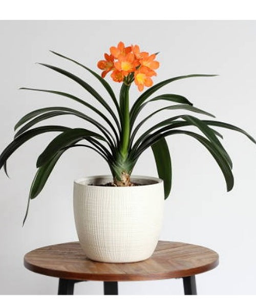 Clivia(Clivia miniata)