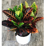 Croton(Codiaeum variegatum)