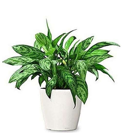 Chinese Evergreen(Aglaonema)