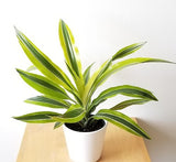 Dracaena Warneckii(Dracaena deremensis ‘Warneckii’)