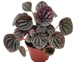 Emerald Ripple Peperomia(Peperomia caperata)