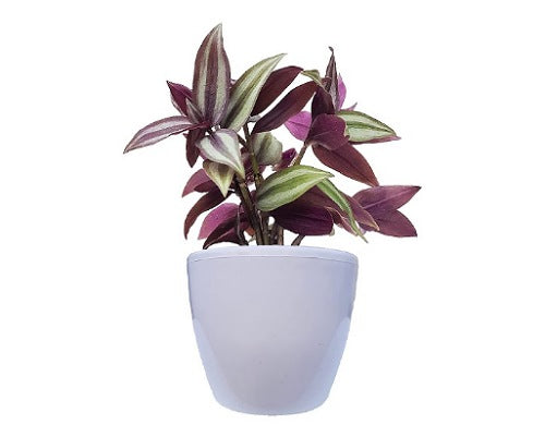 Inch plant(Tradescantia Zebrina)