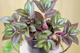 Inch plant(Tradescantia Zebrina)