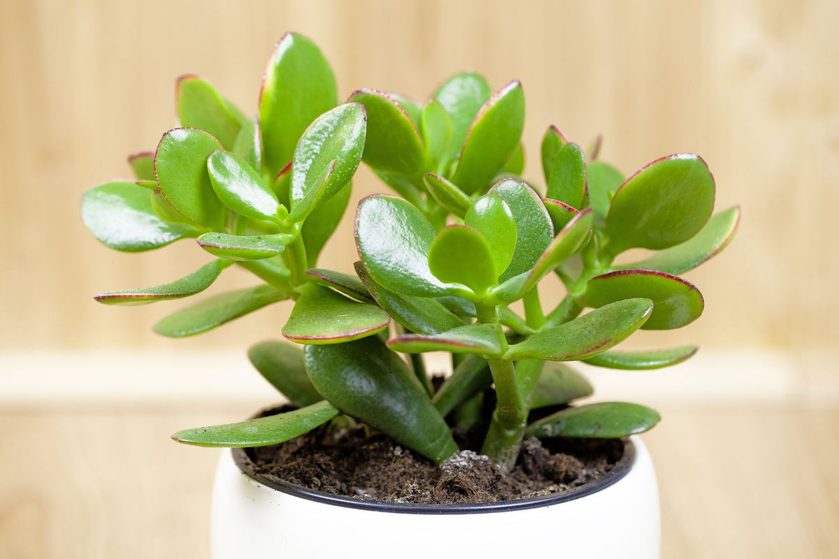 Jade Plant(Pilea Peperomioides)