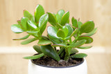 Jade Plant(Pilea Peperomioides)