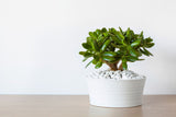 Jade Plant(Pilea Peperomioides)