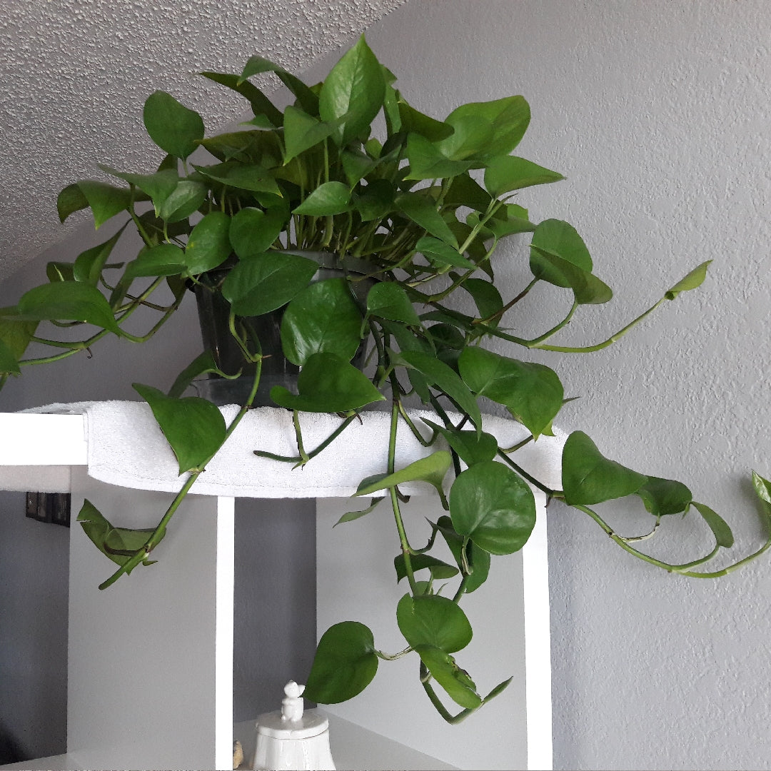 Jade Pothos(Epipremnum Aureum ‘Jade’)