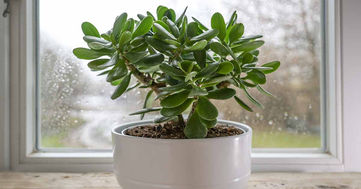 Money Plant(Crassula Ovata)