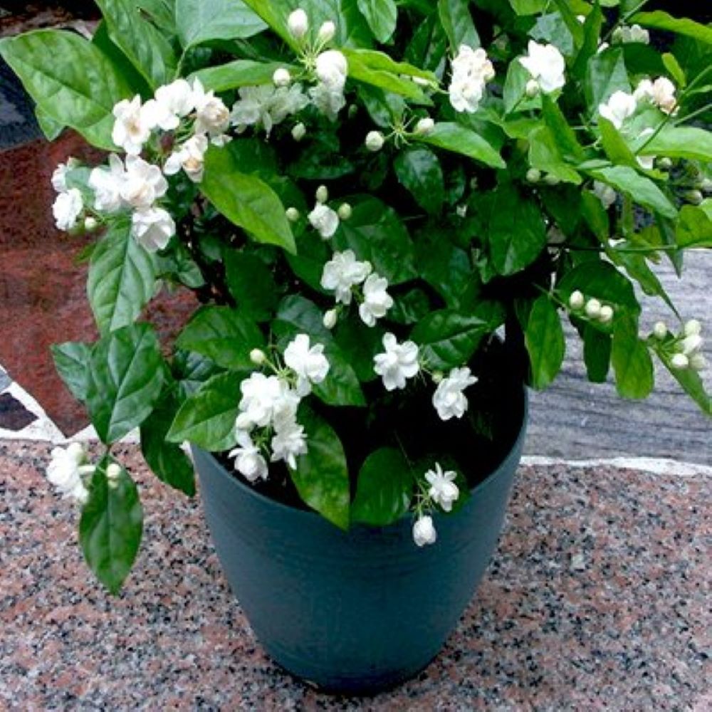 Jasmine(Jasminum)