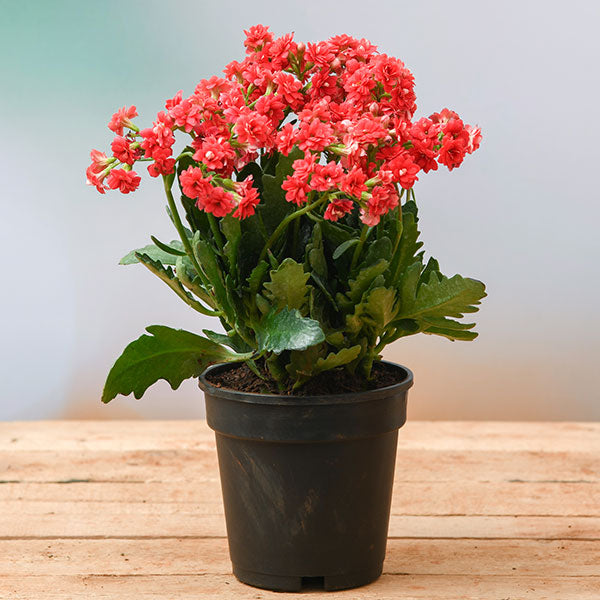 Kalanchoe(Kalanchoe Blossfeldiana)