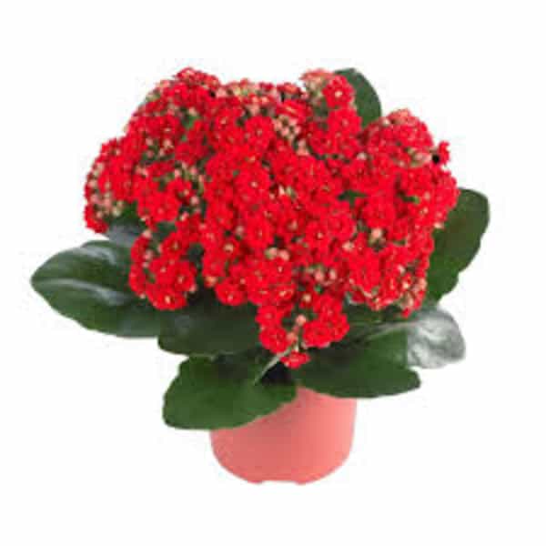 Kalanchoe(Kalanchoe Blossfeldiana)