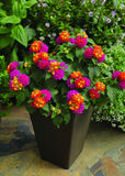 Lantana