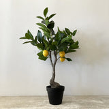 Lemon Tree(Citrus × limon)