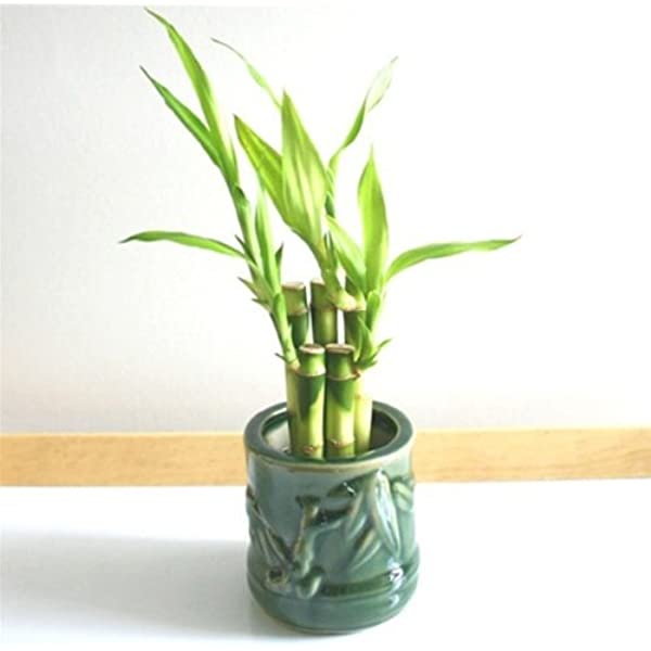 Lucky Bamboo