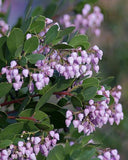 Manzanita