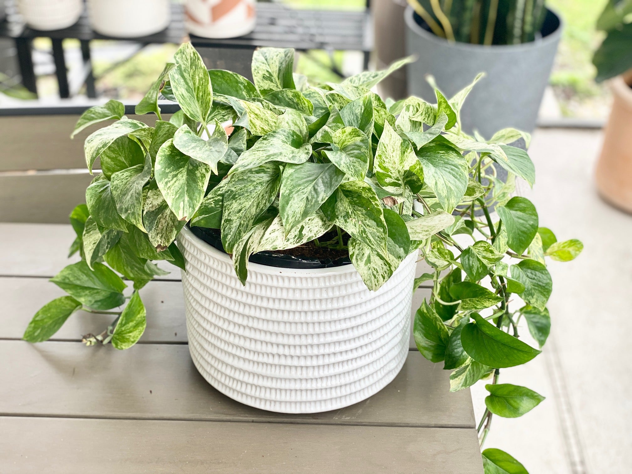 Marble Queen Pothos(Epipremnum Aureum)