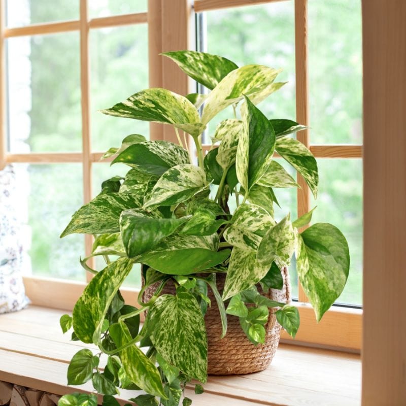 Marble Queen Pothos(Epipremnum Aureum)