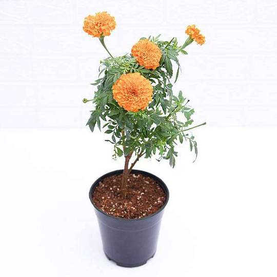 Marigold African Mix