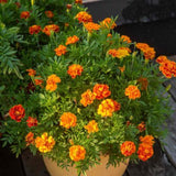 Marigold African Mix