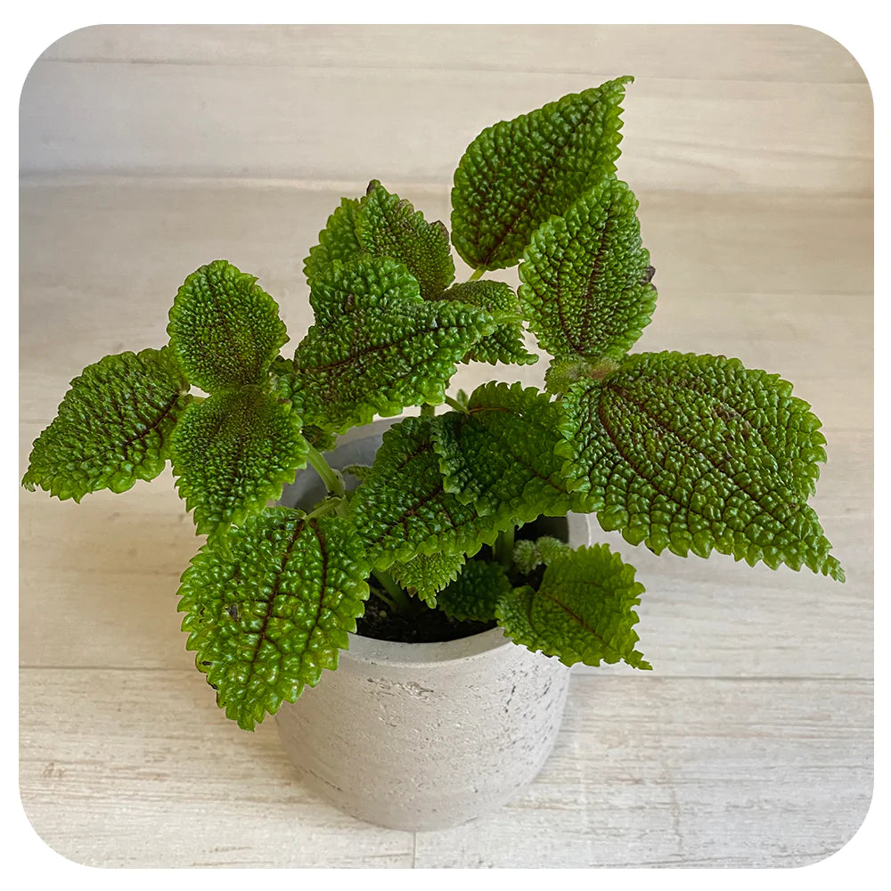 Moon Valley Friendship Plant(Pilea Involucrata ‘Moon Valley’)