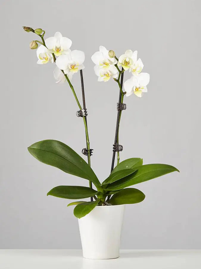 Moth Orchid(Phalaenopsis)