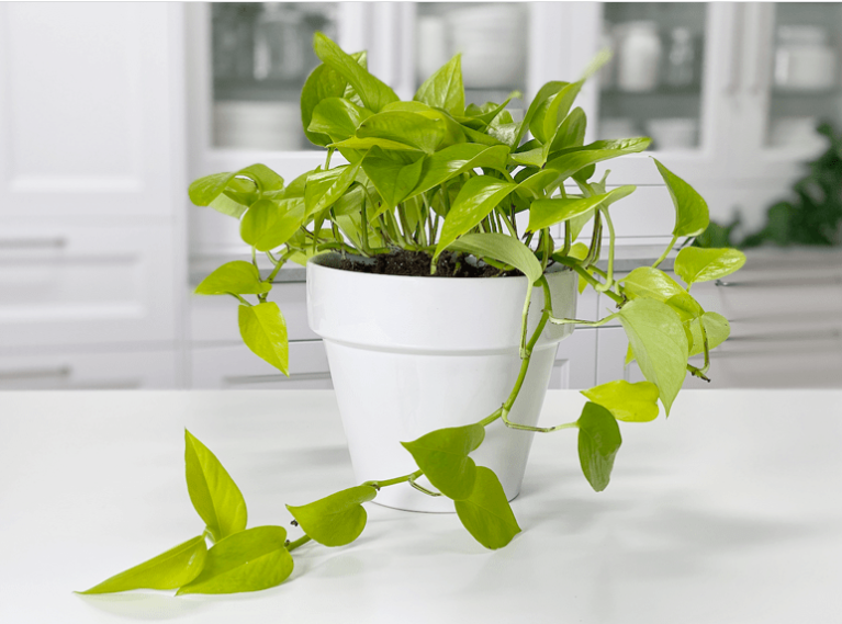 Neon Pothos