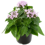 Pentas