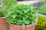 Peppermint Plant