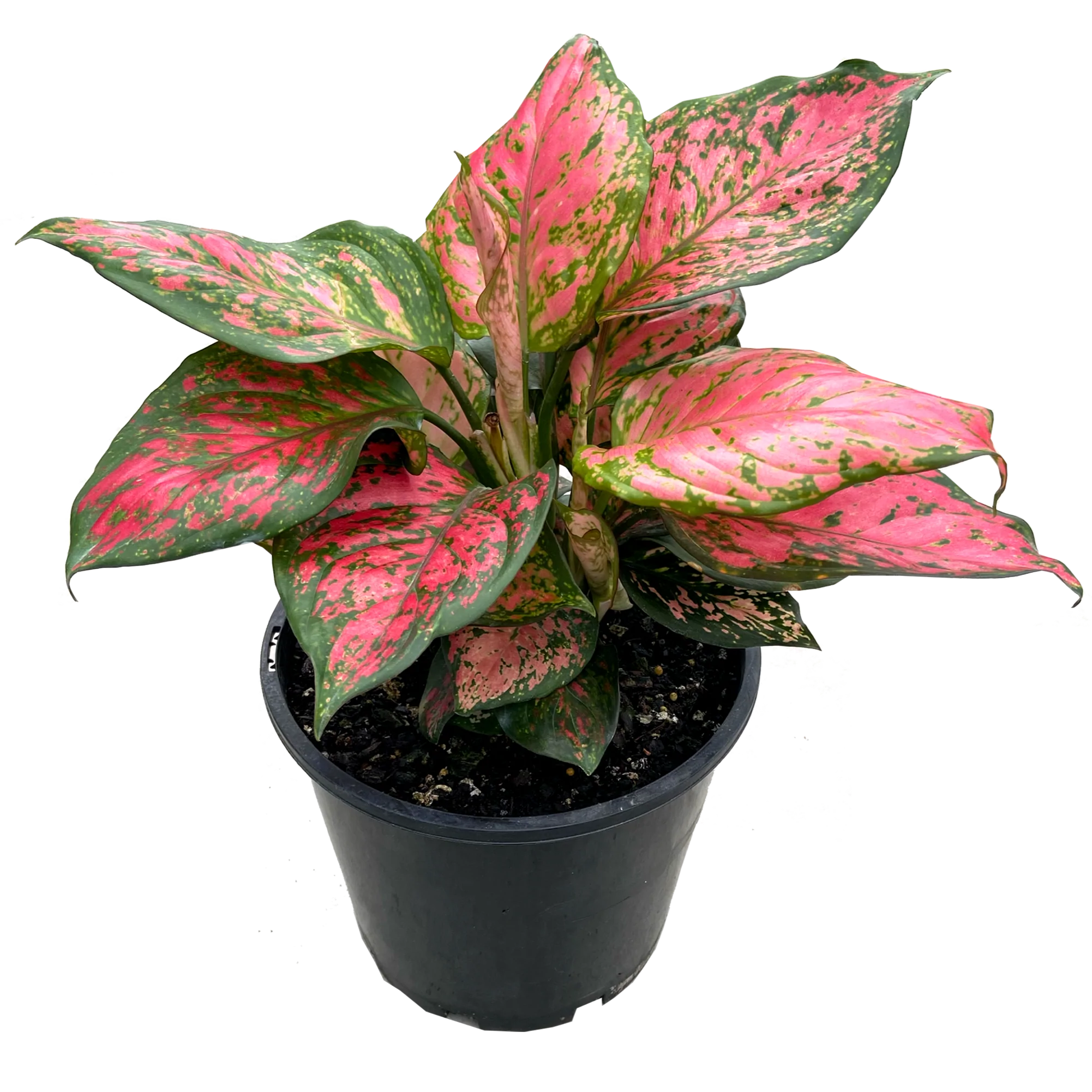 Aglaonema Plant