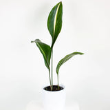 Cast Iron Plant(Aspidistra Elatior)