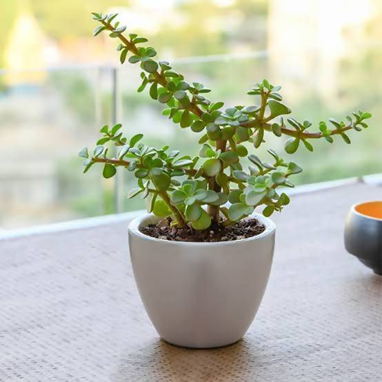 Baby Jade Plant(Portulacaria Afra)