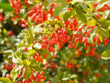 Barberry