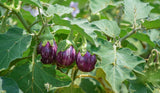 Brinjal