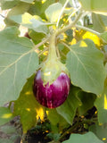 Brinjal