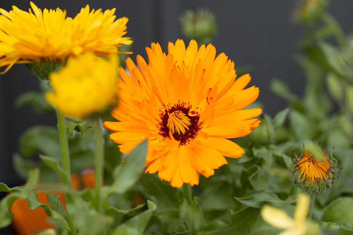 Calendula Balls