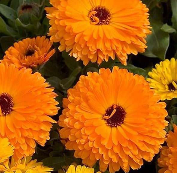 Calendula Balls