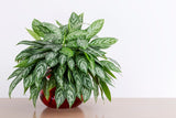 Chinese Evergreen(Aglaonema)