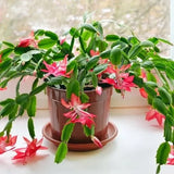 Christmas Cactus(Schlumbergera)