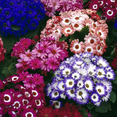 Cineraria Hansa Mix